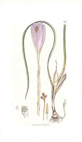 Photo: Illustrative image for the 'Becher's Crocus' page
