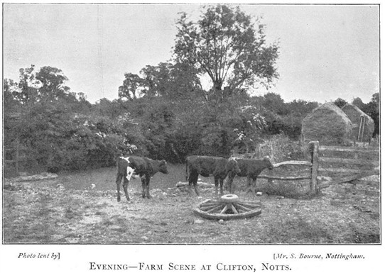 Photo: Illustrative image for the 'Farming at Clifton, 1900' page