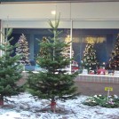 Photo:Real trees outside a shop selling fake trees on the Square in Beeston
