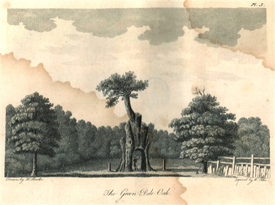 Photo: Illustrative image for the 'The Greendale Oak' page
