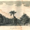 Page link: The Greendale Oak