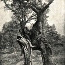 Photo:From Joseph Rodgers' 'Scenery of Sherwood Forest', 1908