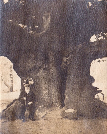 Photo: Illustrative image for the 'The Major Oak' page