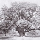 Photo:The Major Oak in 1903