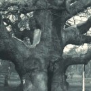 Photo:The Major Oak in 1905