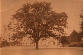 Photo:The 'Byron Oak' on the south lawn at Newstead Abbey in c.1905