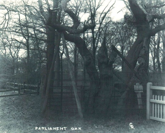 Photo:The Parliament Oak in 1905