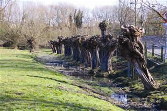 Photo:A  row of newly pollarded willows