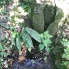 Page link: St. Catherine's Well, Southwell