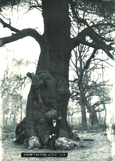Photo:The Simon Foster Oak in 1905