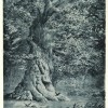 Page link: The Simon Foster Oak
