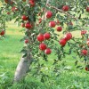 Page link: [Nottingham] St Anns Allotments Apple Day
