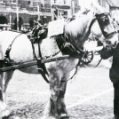 Photo:8.  Certificates were also awarded for the best groomed horse.  Here in c.1936 the horse belonging to Jack Bailey, coal merchant of Victoria Street, has won 4th prize pulling Parliament Street Methodists device.  Standing with the horse is Mr William Atkinson, carter for Claypole flour mill.