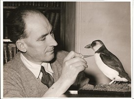Photo: Illustrative image for the 'MORE on 'Tussy', the Wollaton Puffin' page