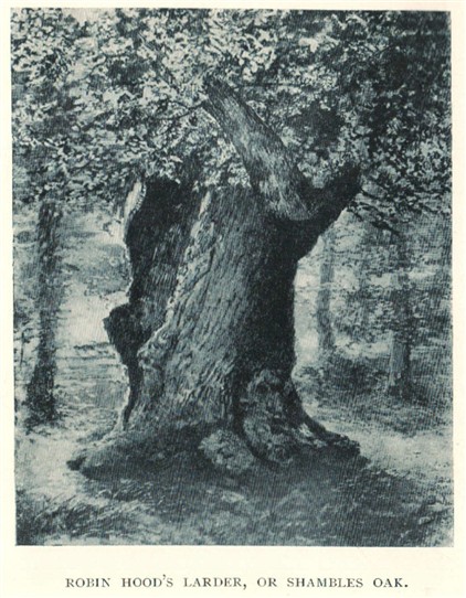 Photo: Illustrative image for the 'The 'Shambles Oak' or 'Robin Hood's Larder'' page