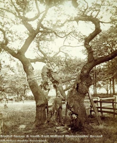 Photo: Illustrative image for the 'The Parliament Oak' page