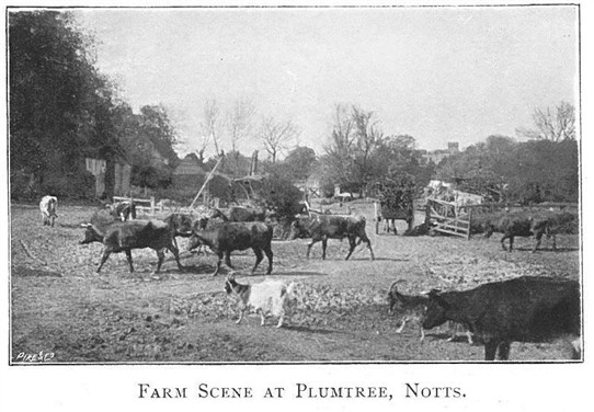 Photo: Illustrative image for the 'Farming at Plumtree in 1900' page