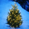 Page link: Hucknall Christmas Tree Festival