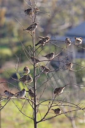 Photo: Illustrative image for the 'Where Have all the Sparrows Gone?' page