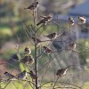 Page link: Where Have all the Sparrows Gone?